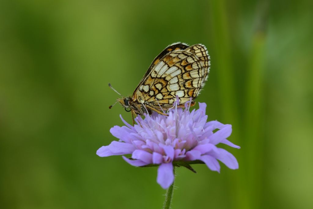 Farfalla da ID - Melitaea athalia, Nymphalidae